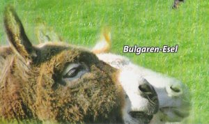 Bulgaren Esel
