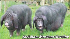 Meishan Maskenschweine