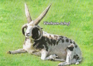 Vierhorn Schaf