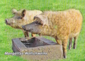 Mangalitza Wollschweine